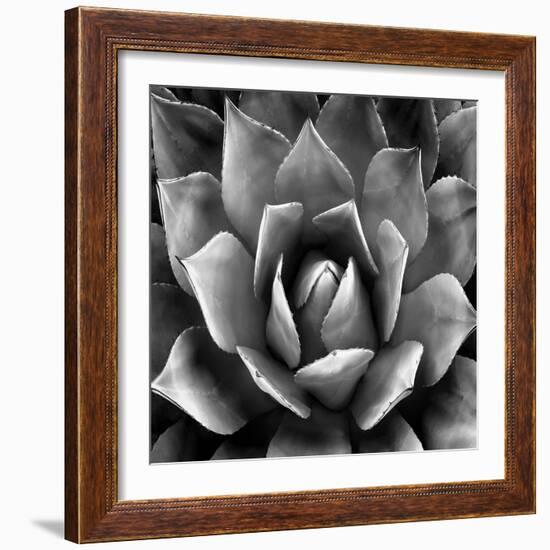 Succulent II-Mia Jensen-Framed Art Print