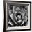 Succulent II-Mia Jensen-Framed Art Print