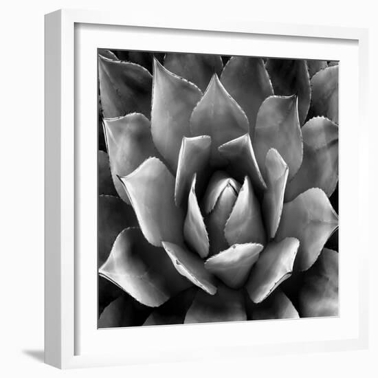 Succulent II-Mia Jensen-Framed Art Print