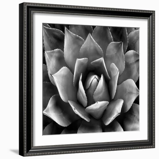 Succulent II-Mia Jensen-Framed Art Print