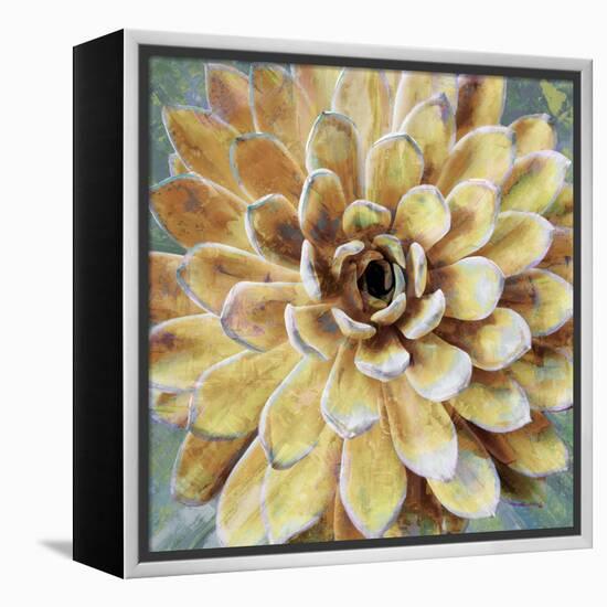 Succulent II-Lindsay Benson-Framed Stretched Canvas