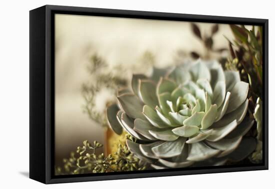 Succulent III-Karyn Millet-Framed Premier Image Canvas