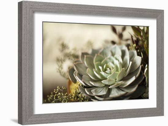 Succulent III-Karyn Millet-Framed Photographic Print