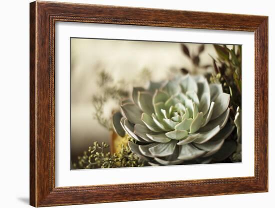 Succulent III-Karyn Millet-Framed Photographic Print