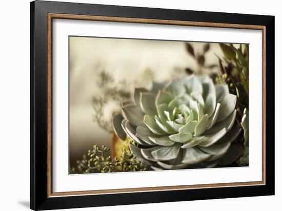 Succulent III-Karyn Millet-Framed Photographic Print