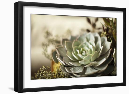 Succulent III-Karyn Millet-Framed Photographic Print