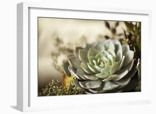 Succulent III-Karyn Millet-Framed Photographic Print