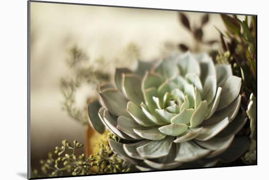 Succulent III-Karyn Millet-Mounted Photographic Print