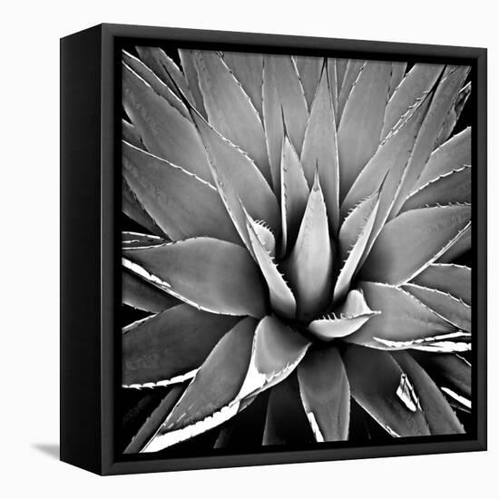 Succulent III-Mia Jensen-Framed Stretched Canvas