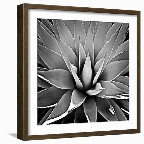 Succulent III-Mia Jensen-Framed Art Print