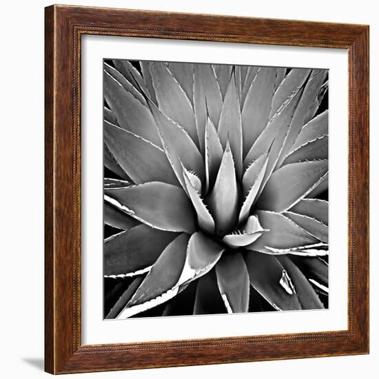 Succulent III-Mia Jensen-Framed Art Print