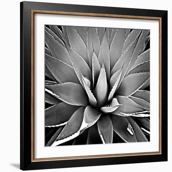 Succulent III-Mia Jensen-Framed Art Print