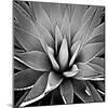 Succulent III-Mia Jensen-Mounted Art Print