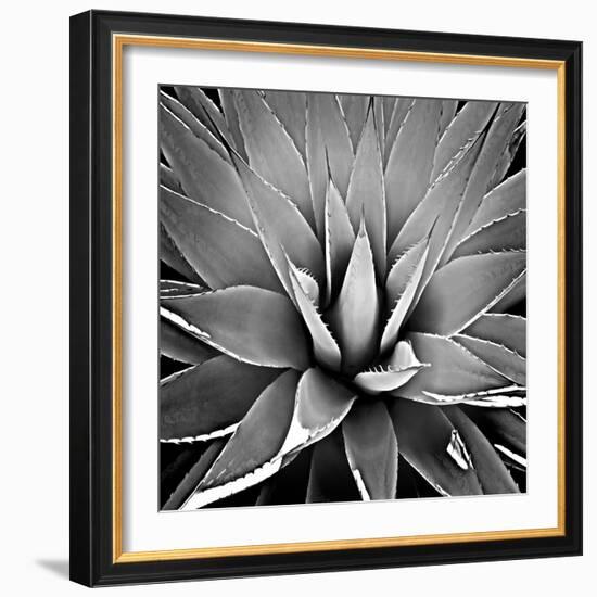Succulent III-Mia Jensen-Framed Art Print
