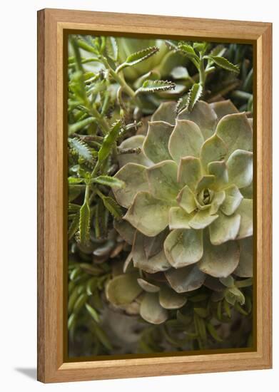 Succulent IV-Karyn Millet-Framed Premier Image Canvas