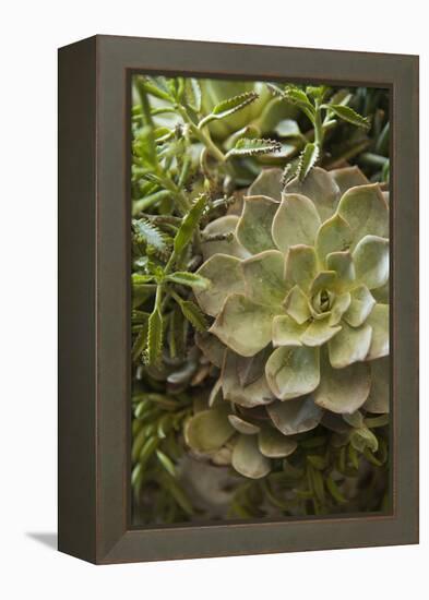 Succulent IV-Karyn Millet-Framed Premier Image Canvas