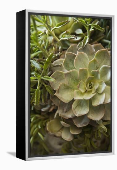 Succulent IV-Karyn Millet-Framed Premier Image Canvas