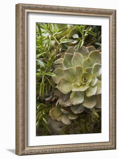 Succulent IV-Karyn Millet-Framed Photographic Print