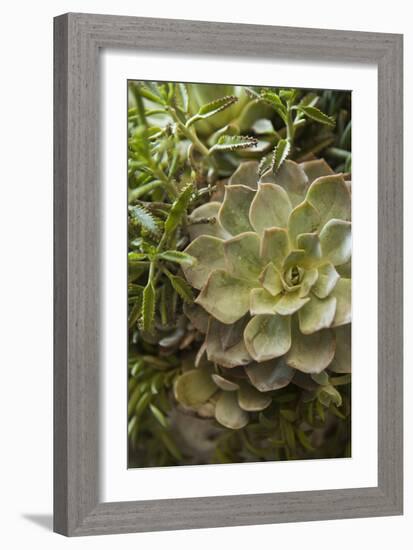 Succulent IV-Karyn Millet-Framed Photographic Print