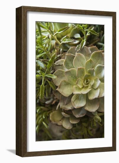 Succulent IV-Karyn Millet-Framed Photographic Print