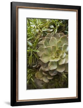 Succulent IV-Karyn Millet-Framed Photographic Print