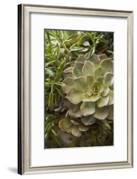 Succulent IV-Karyn Millet-Framed Photographic Print
