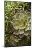 Succulent IV-Karyn Millet-Mounted Photographic Print