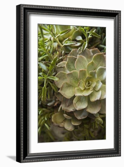 Succulent IV-Karyn Millet-Framed Photographic Print