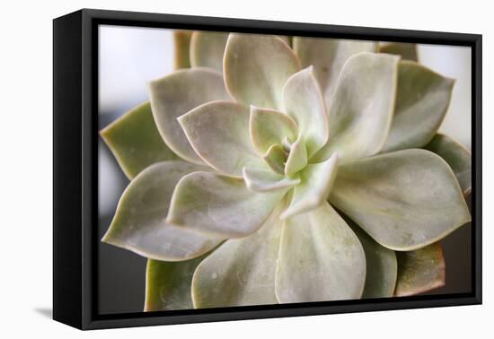 Succulent Leaves Detail (photo)-null-Framed Premier Image Canvas