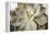 Succulent Leaves Detail (photo)-null-Framed Premier Image Canvas