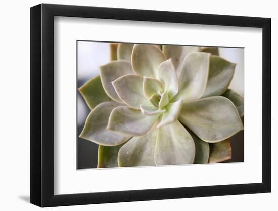 Succulent Leaves Detail (photo)-null-Framed Photographic Print
