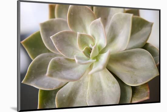 Succulent Leaves Detail (photo)-null-Mounted Photographic Print