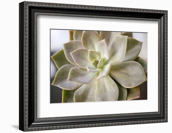 Succulent Leaves Detail (photo)-null-Framed Photographic Print