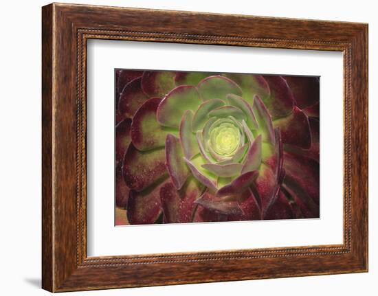 Succulent named prairie sunset or houseleeks.-Mallorie Ostrowitz-Framed Photographic Print