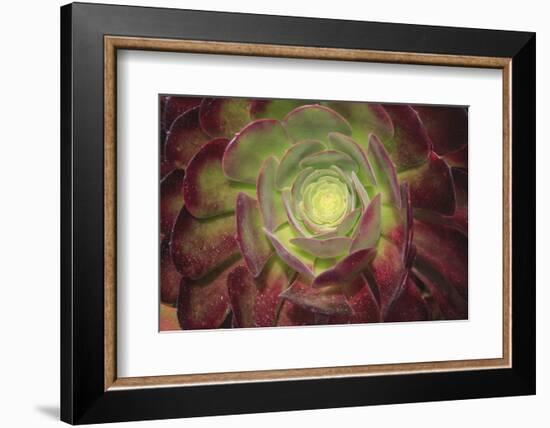 Succulent named prairie sunset or houseleeks.-Mallorie Ostrowitz-Framed Photographic Print