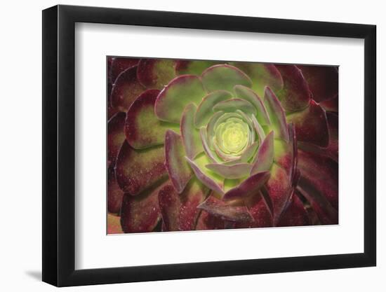 Succulent named prairie sunset or houseleeks.-Mallorie Ostrowitz-Framed Photographic Print