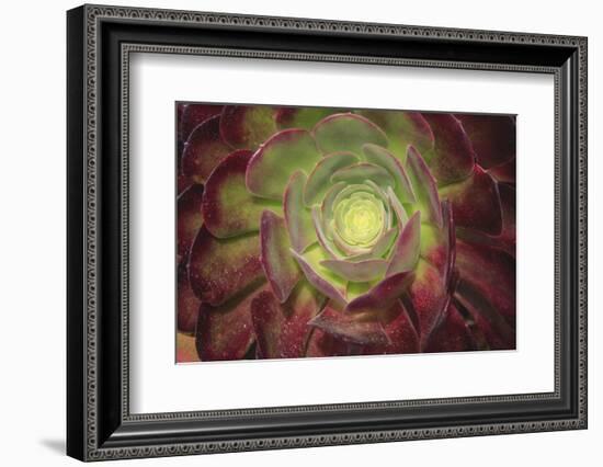 Succulent named prairie sunset or houseleeks.-Mallorie Ostrowitz-Framed Photographic Print