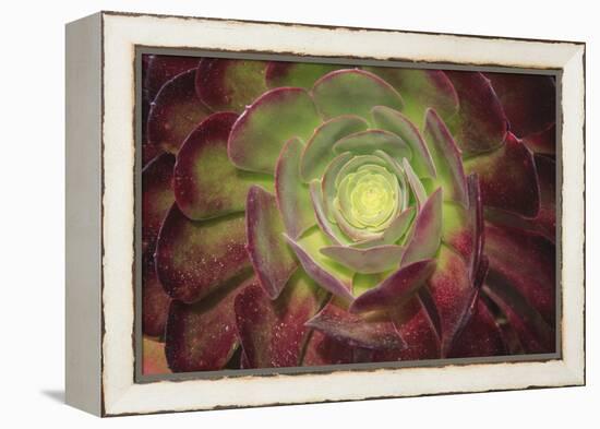 Succulent named prairie sunset or houseleeks.-Mallorie Ostrowitz-Framed Premier Image Canvas