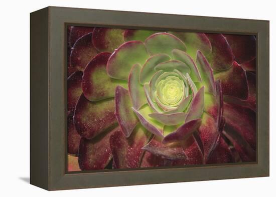 Succulent named prairie sunset or houseleeks.-Mallorie Ostrowitz-Framed Premier Image Canvas