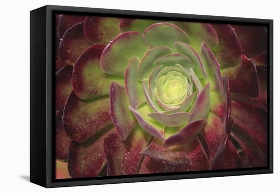 Succulent named prairie sunset or houseleeks.-Mallorie Ostrowitz-Framed Premier Image Canvas