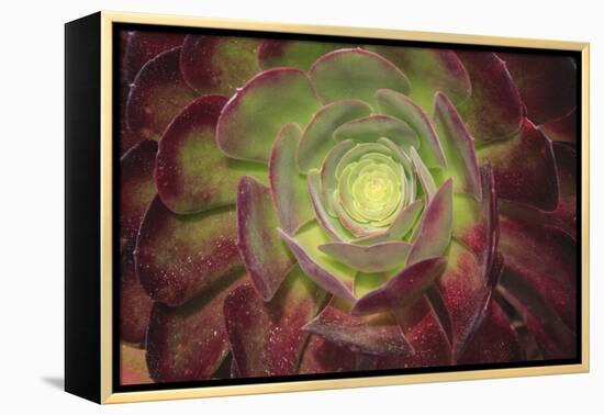 Succulent named prairie sunset or houseleeks.-Mallorie Ostrowitz-Framed Premier Image Canvas