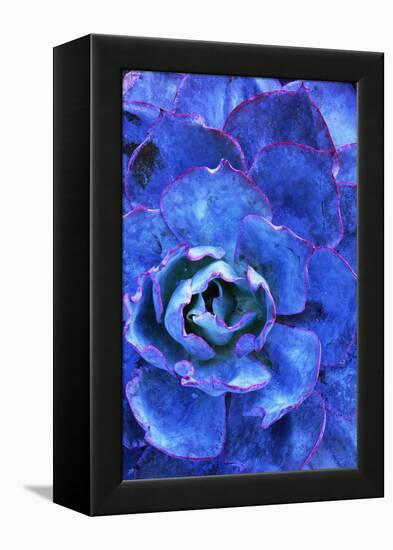 Succulent on Maui-Darrell Gulin-Framed Premier Image Canvas