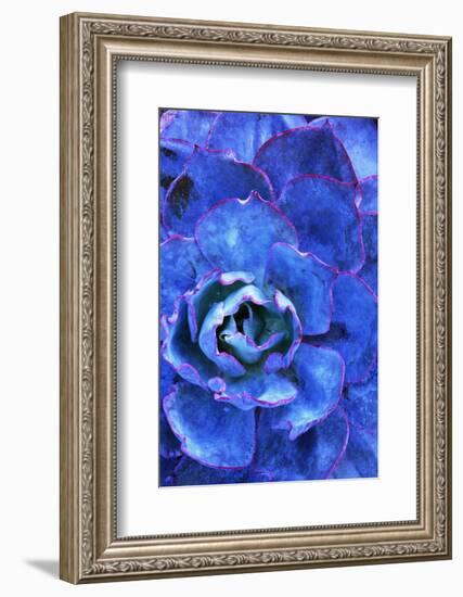 Succulent on Maui-Darrell Gulin-Framed Photographic Print