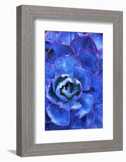 Succulent on Maui-Darrell Gulin-Framed Photographic Print