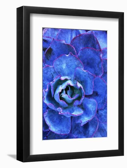 Succulent on Maui-Darrell Gulin-Framed Photographic Print