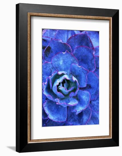 Succulent on Maui-Darrell Gulin-Framed Photographic Print