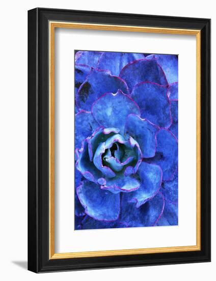 Succulent on Maui-Darrell Gulin-Framed Photographic Print