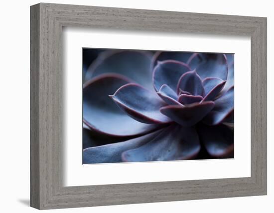 Succulent Plant in Close-up-Paivi Vikstrom-Framed Photographic Print