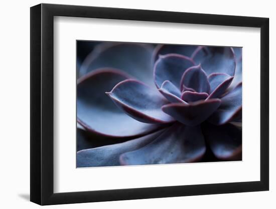 Succulent Plant in Close-up-Paivi Vikstrom-Framed Photographic Print
