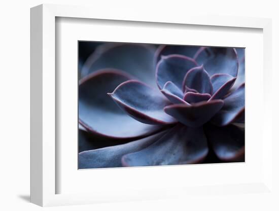 Succulent Plant in Close-up-Paivi Vikstrom-Framed Photographic Print